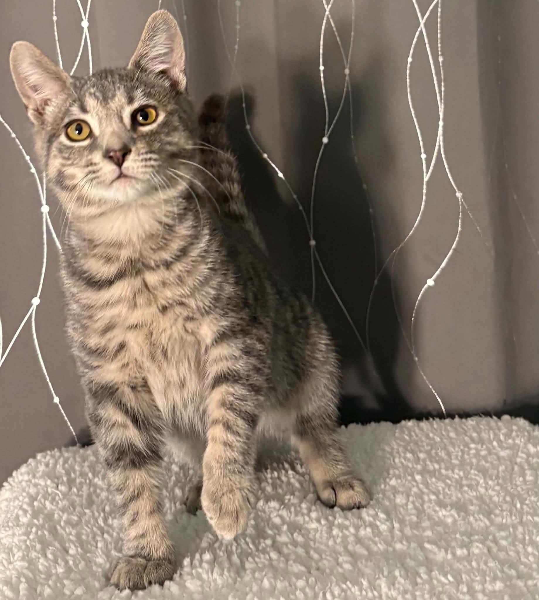 Enlarge HAVEN, a Adopted Domestic Short Hair in Tillsonburg, ON image 2/5