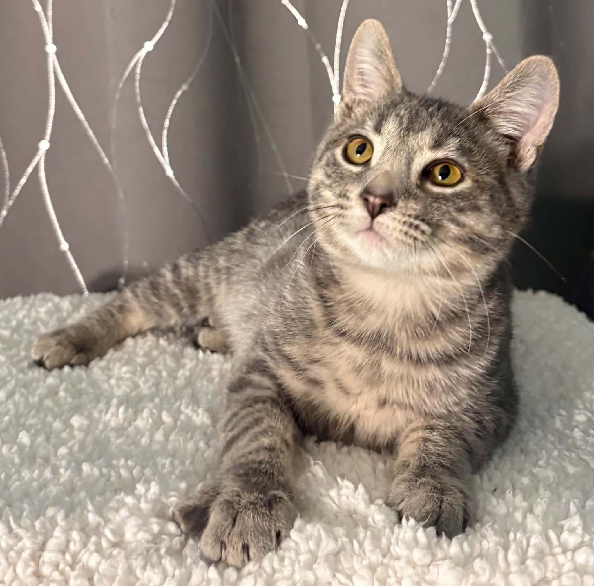 Enlarge HAVEN, a Adopted Domestic Short Hair in Tillsonburg, ON image 1/5