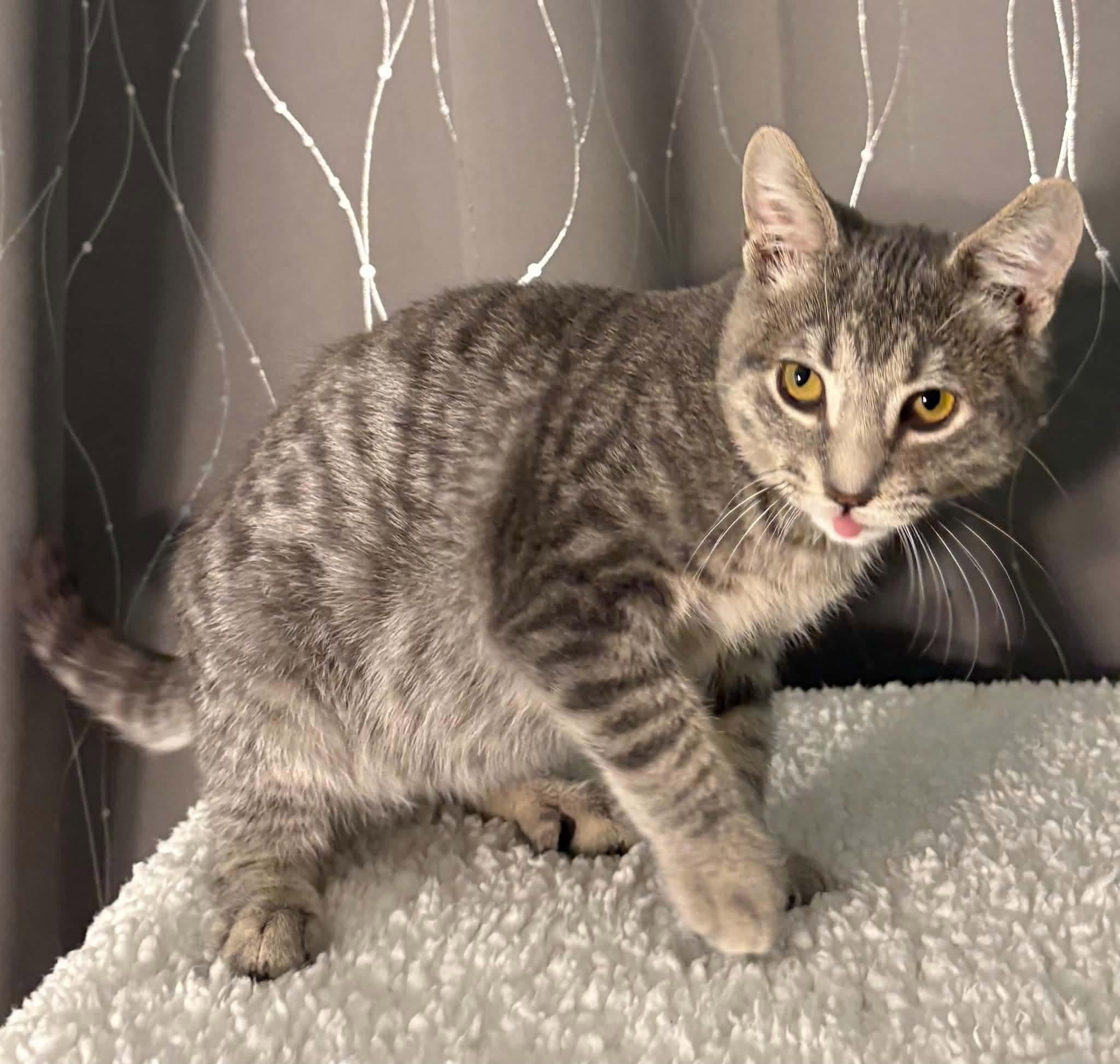 Enlarge HAVEN, a Adopted Domestic Short Hair in Tillsonburg, ON image 3/5