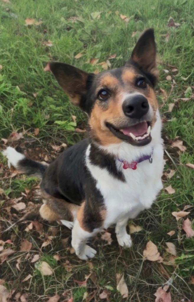 Enlarge Wren, a Adoptable mixed breed in Dalton, GA image 1/6
