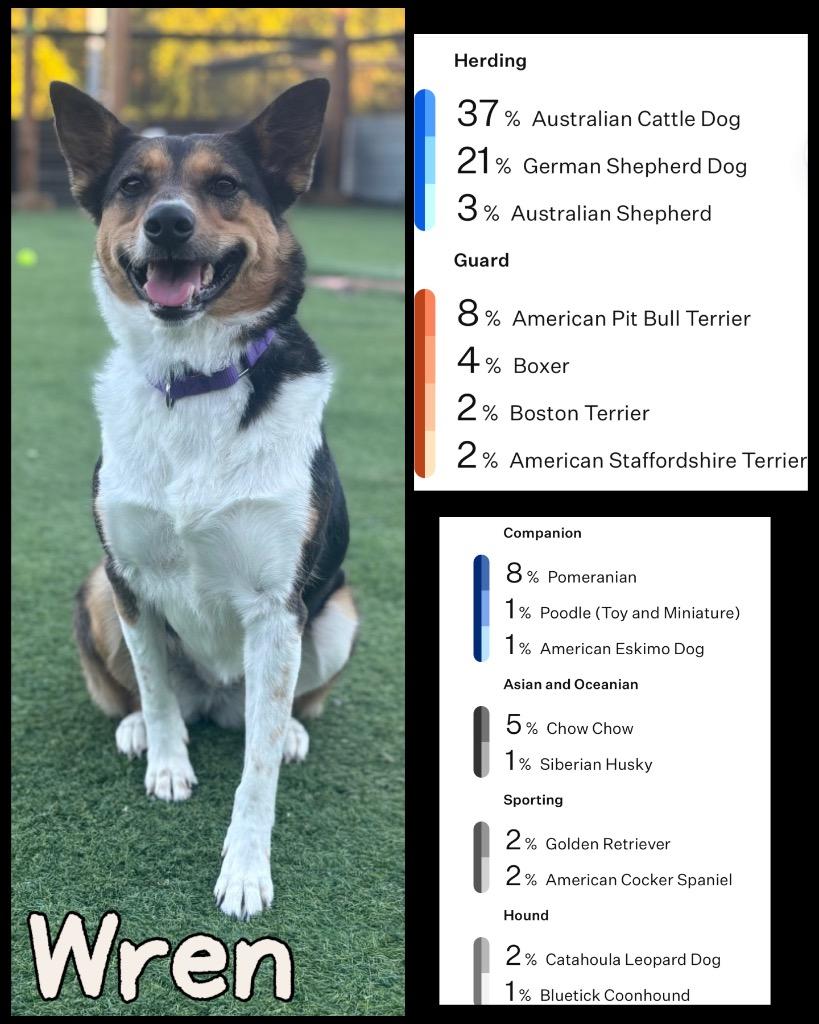 Enlarge Wren, a Adoptable mixed breed in Dalton, GA image 3/6