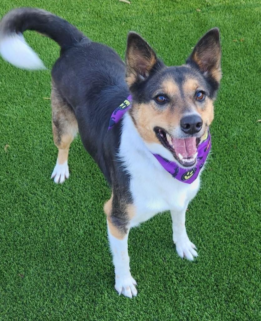 Wren, Adoptable, Adult Female Australian Cattle Dog / Blue Heeler & German Shepherd Dog.