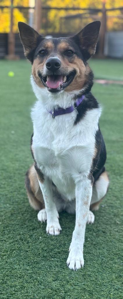 Enlarge Wren, a Adoptable mixed breed in Dalton, GA image 6/6