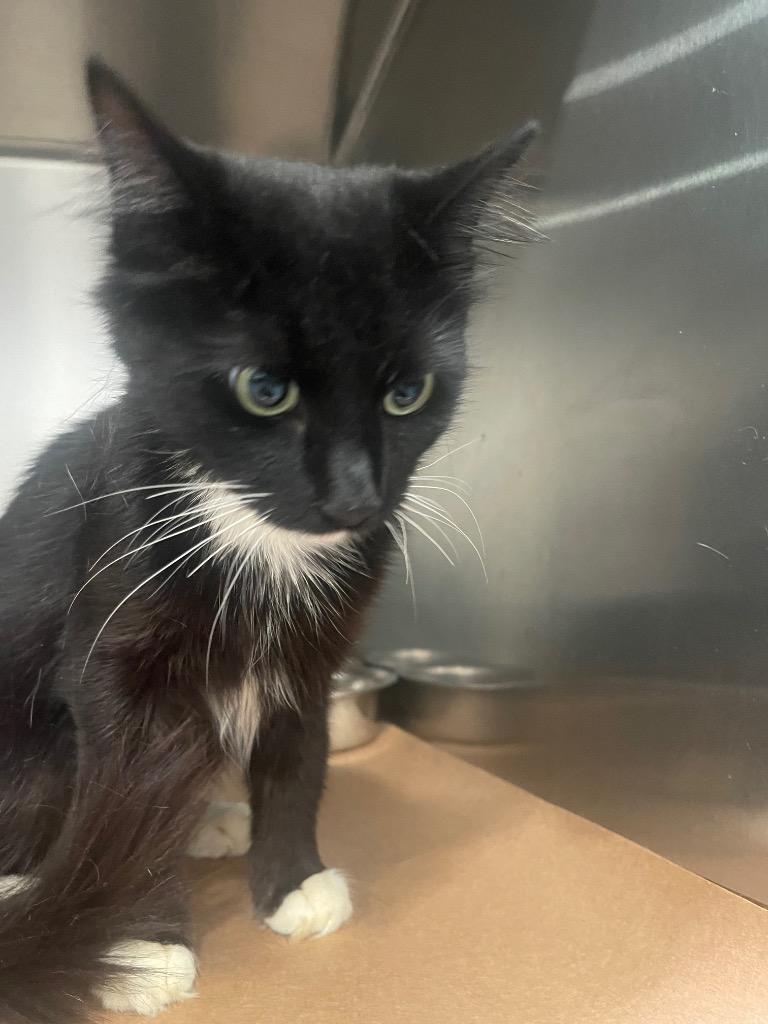 Scratch, Adoptable, Young Female Domestic Long Hair.