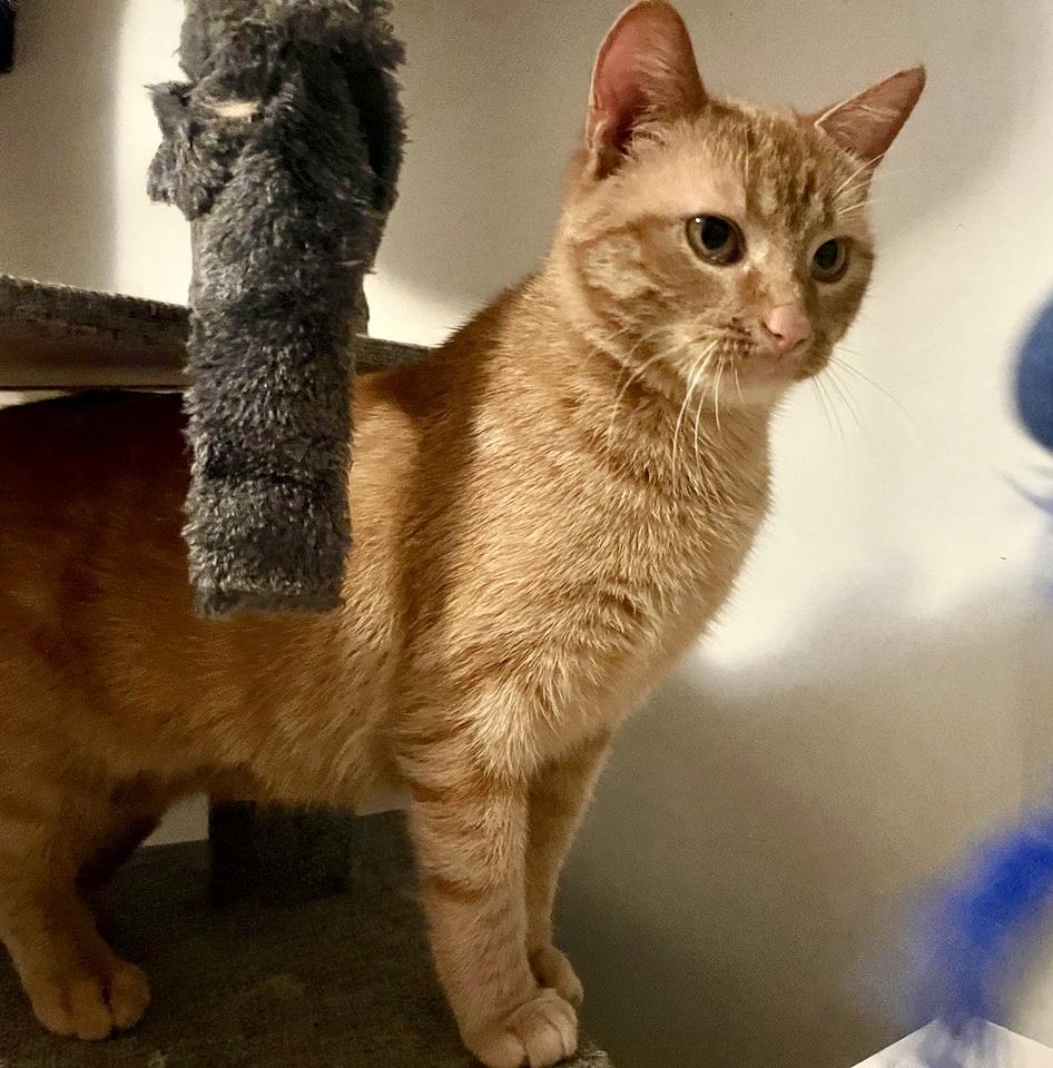 Carmen — thumbnail 3