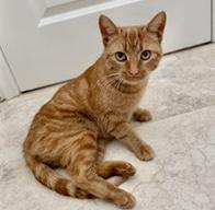 Carmen — thumbnail 4