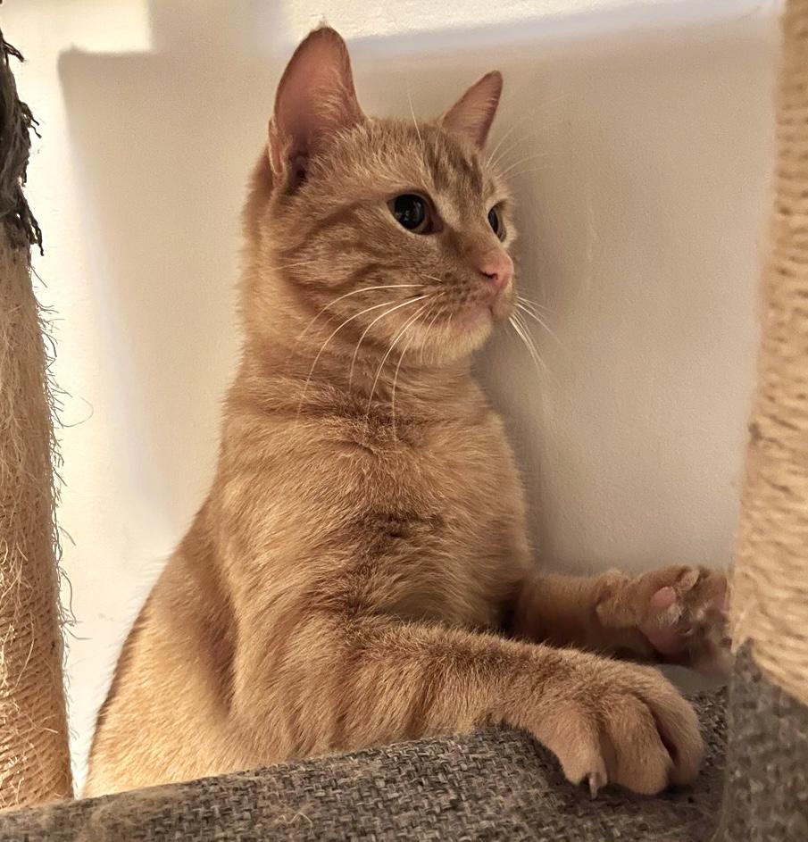 Carmen — thumbnail 5