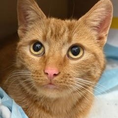 Carmen — thumbnail 6