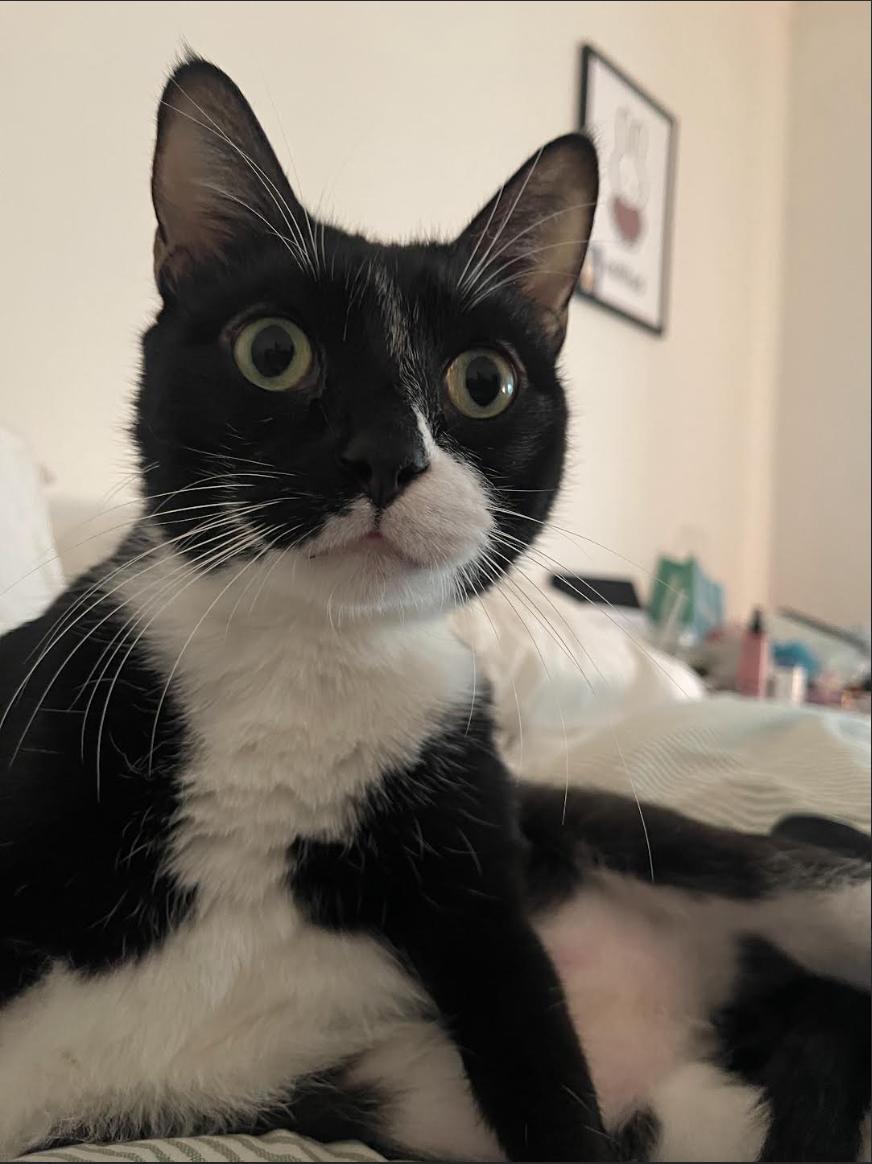 Pluto (Courtesy Post) — thumbnail 3