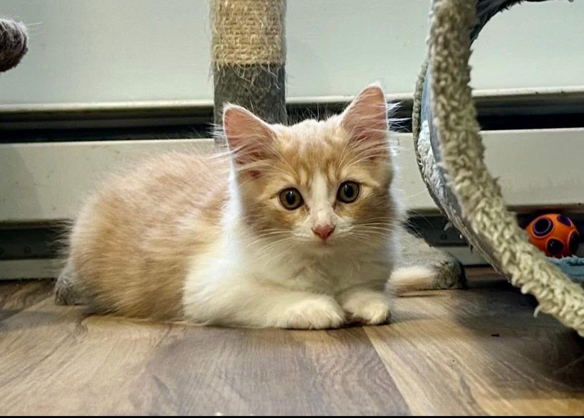 Paige, a Adoptable Domestic Medium Hair in Courtenay, BC image 1/6