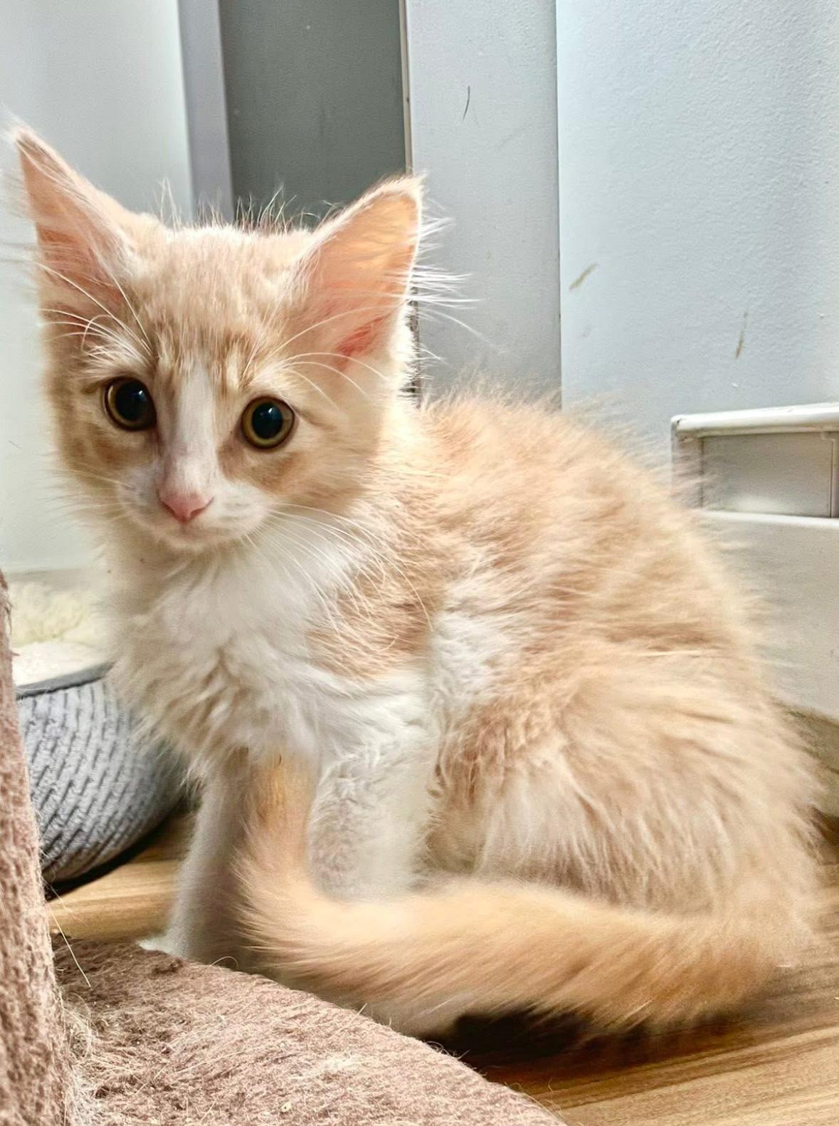 Paige, a Adoptable Domestic Medium Hair in Courtenay, BC image 2/6