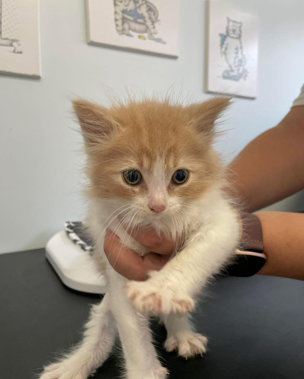 Paige, a Adoptable Domestic Medium Hair in Courtenay, BC image 5/6