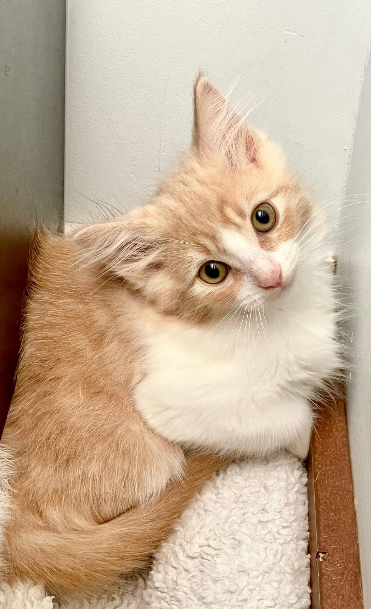 Paige, a Adoptable Domestic Medium Hair in Courtenay, BC image 4/6