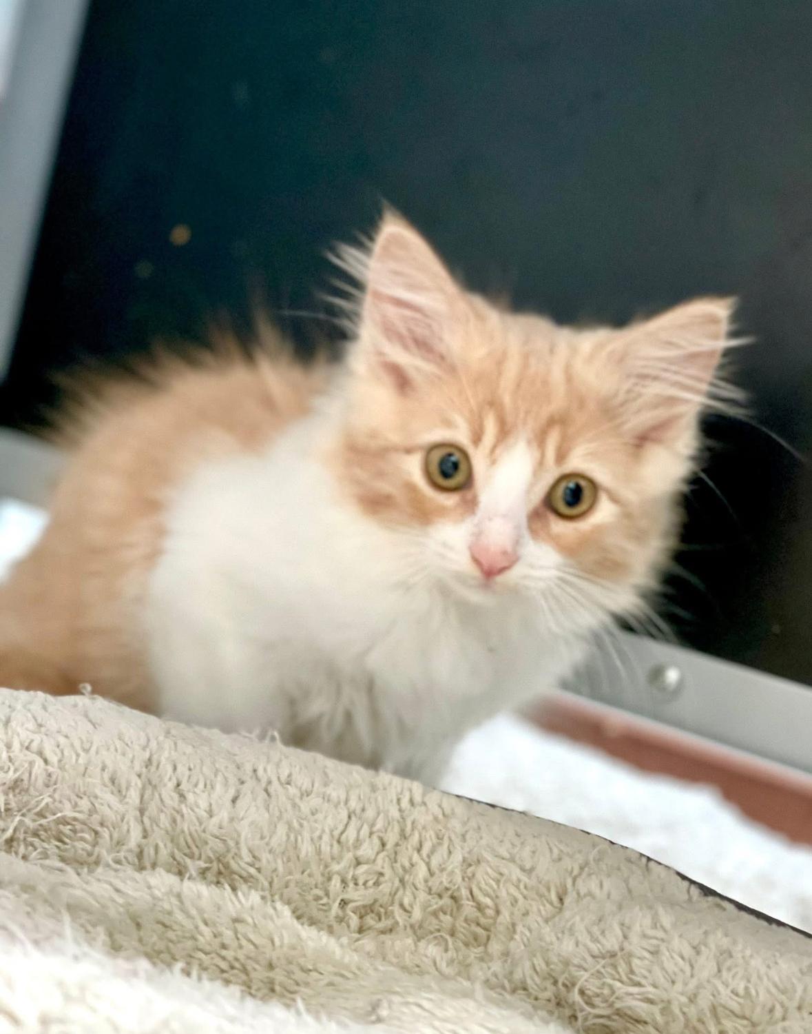 Paige, a Adoptable Domestic Medium Hair in Courtenay, BC image 6/6