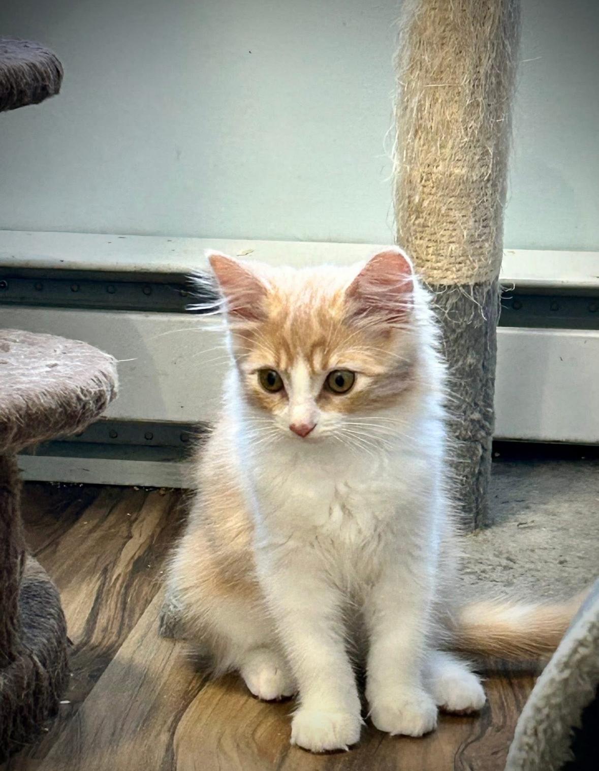 Paige, Adoptable, Kitten Female Domestic Medium Hair.