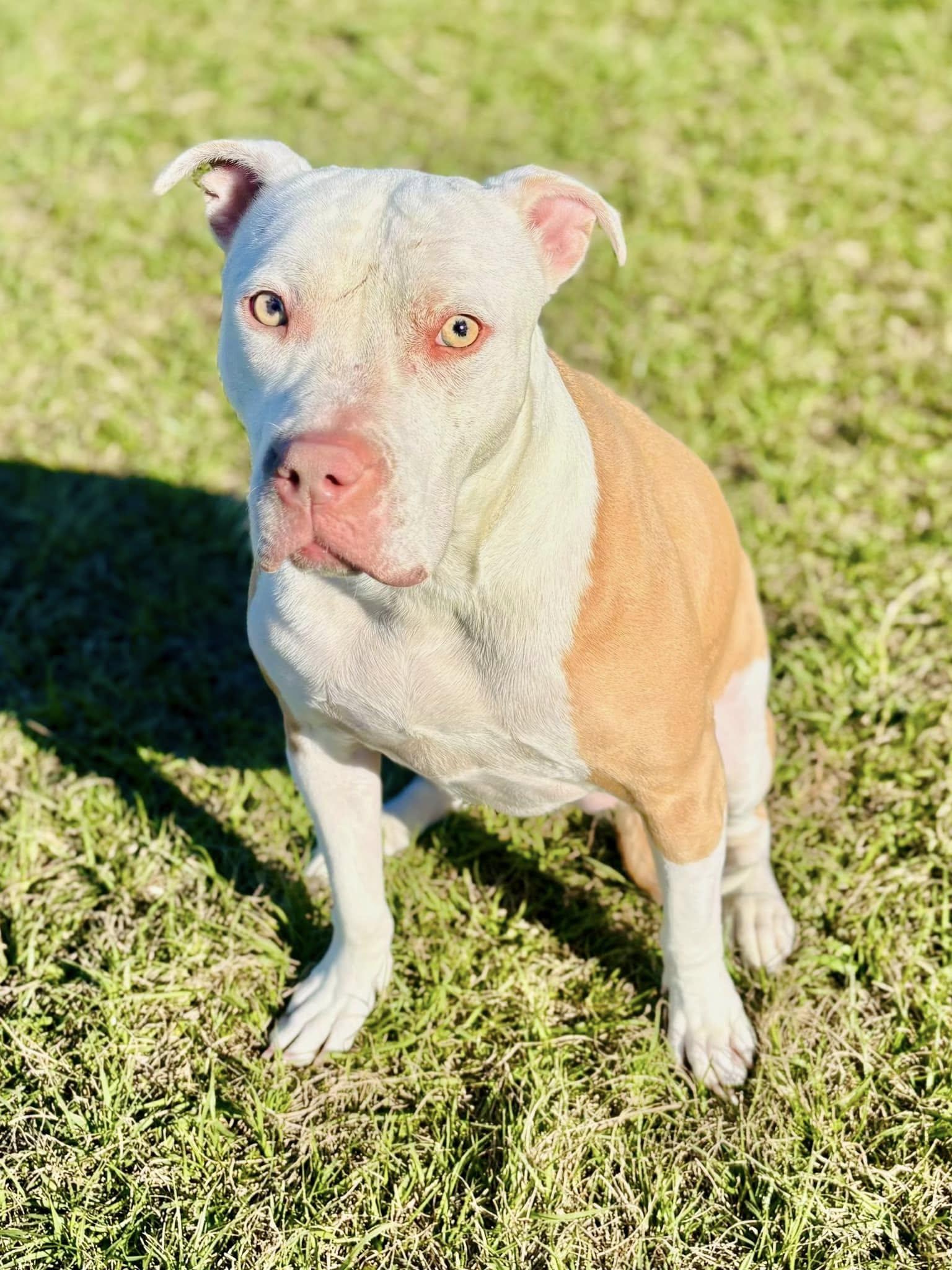 Enlarge Ginger, a Adoptable Pit Bull Terrier in Cypress, TX image 4/4