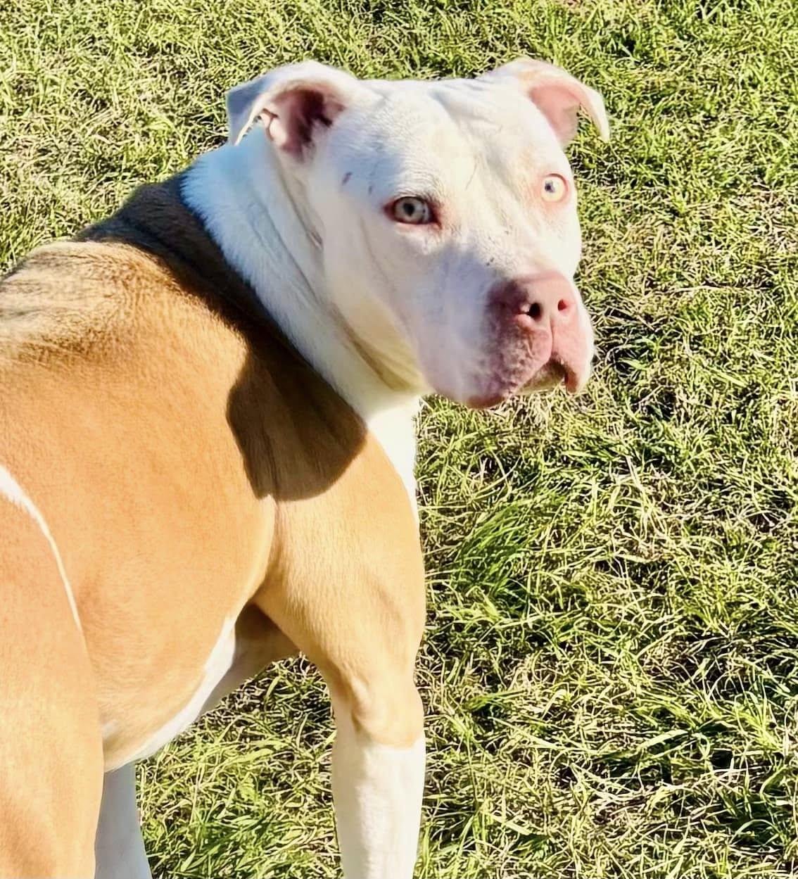 Enlarge Ginger, a Adoptable Pit Bull Terrier in Cypress, TX image 2/4