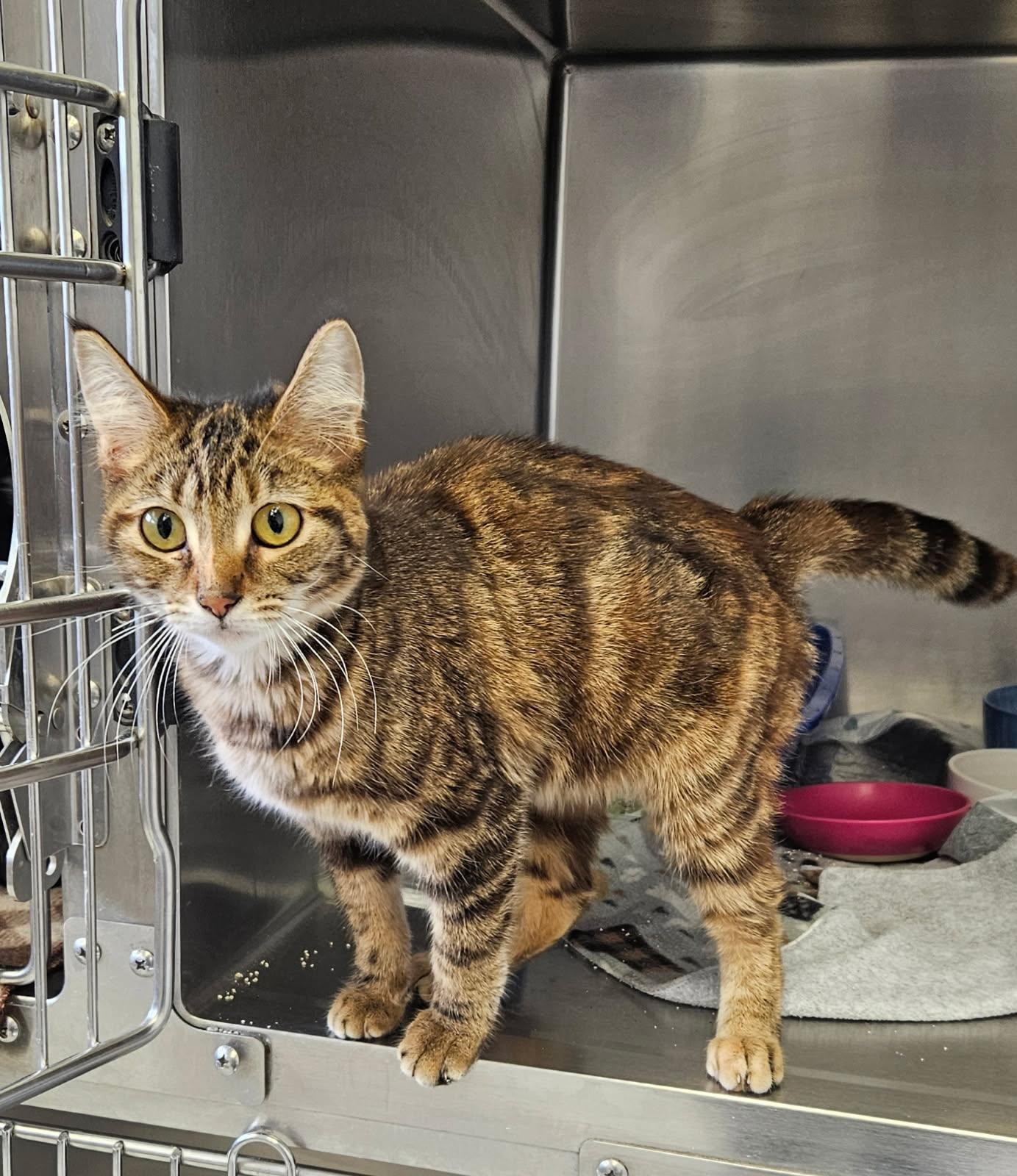 Delia, adopted, Young Female Domestic Short Hair.