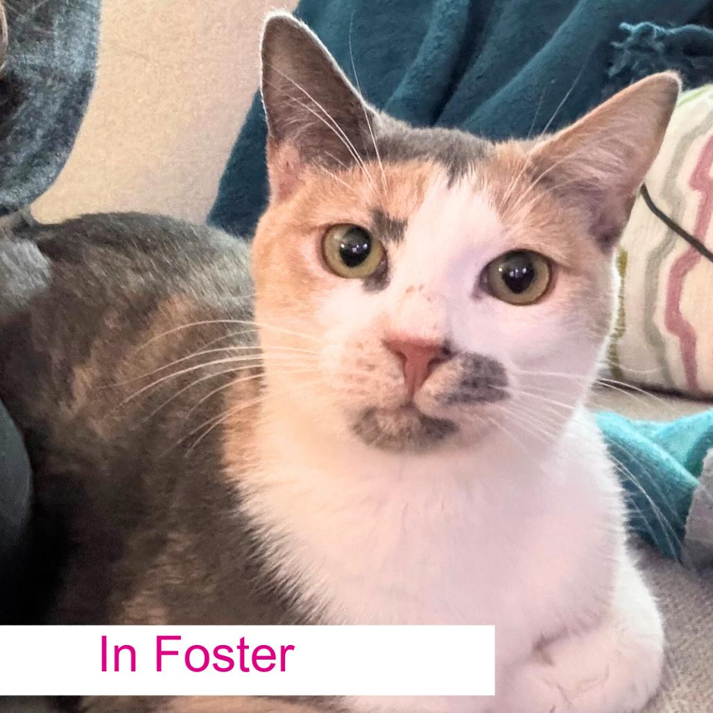 Betsey, Adoptable, Young Female Domestic Short Hair.