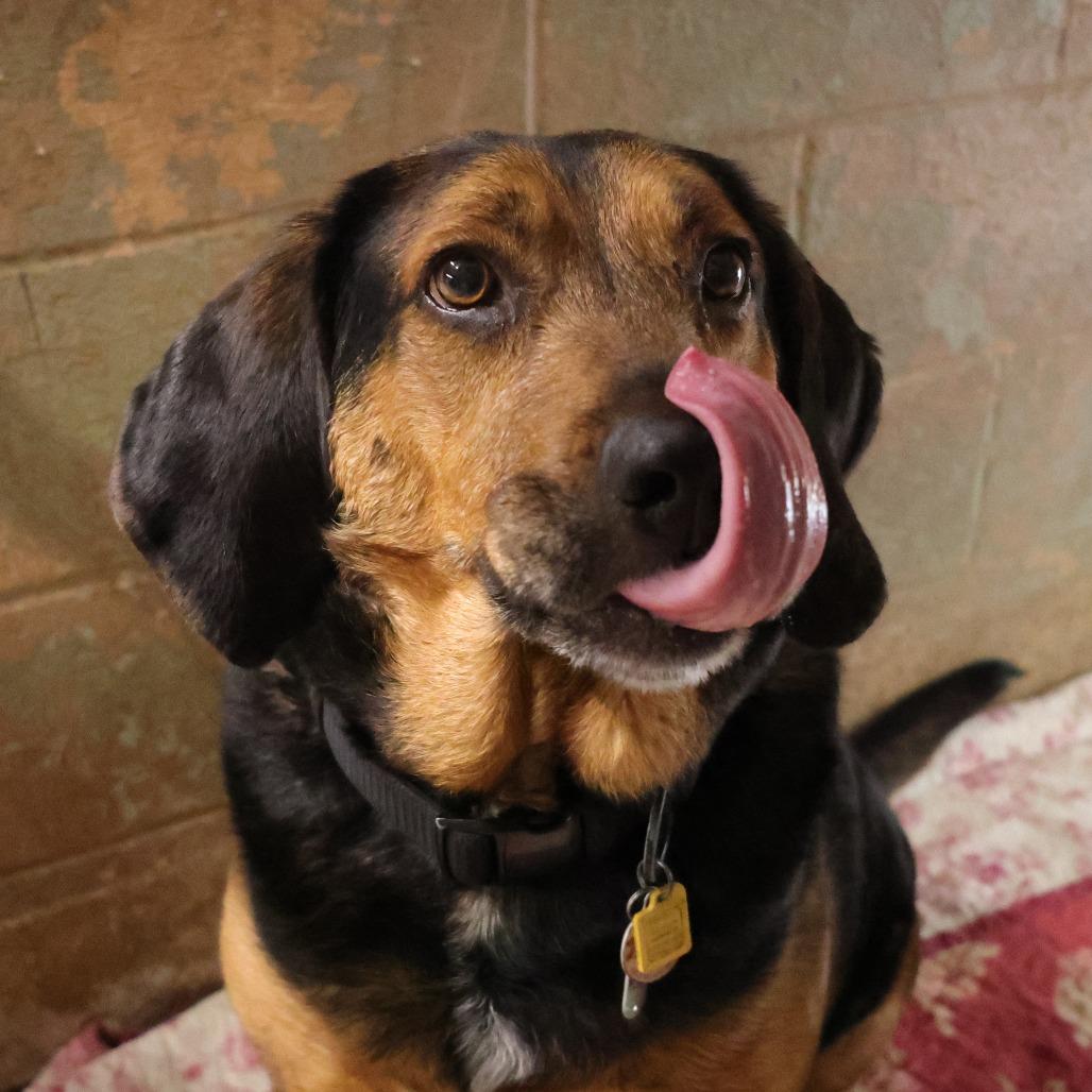 Enlarge Goober, a Adoptable Bloodhound in Newport, NC image 1/5