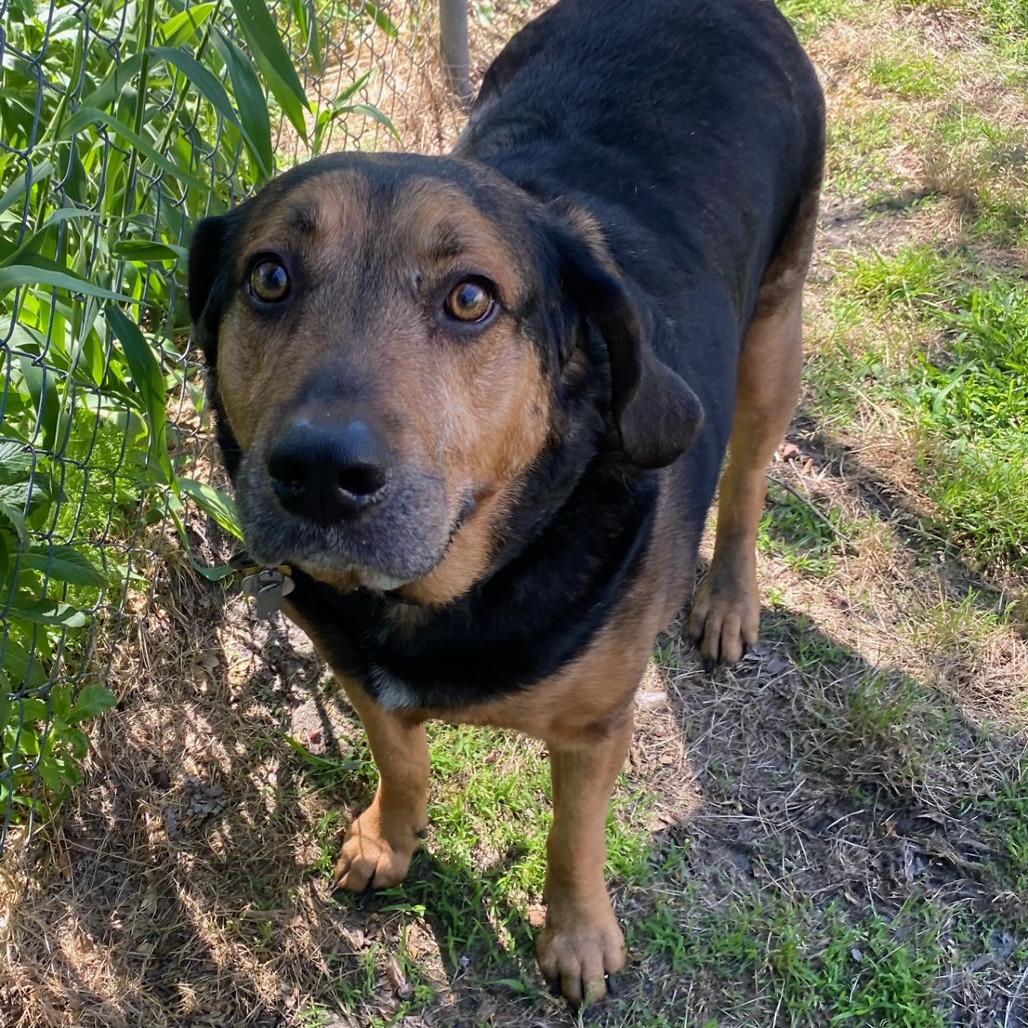 Enlarge Goober, a Adoptable Bloodhound in Newport, NC image 2/5
