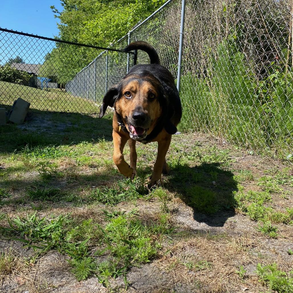 Enlarge Goober, a Adoptable Bloodhound in Newport, NC image 3/5