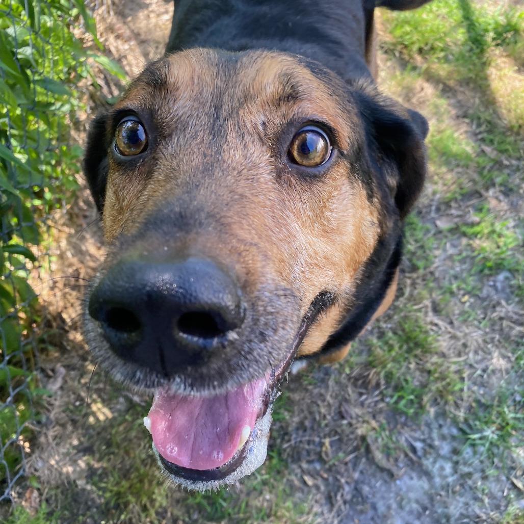 Enlarge Goober, a Adoptable Bloodhound in Newport, NC image 4/5