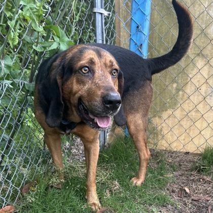 Enlarge Goober, a Adoptable Bloodhound in Newport, NC image 5/5