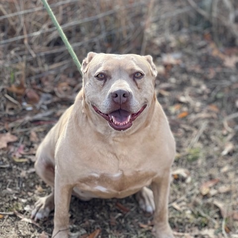 Blossom, Adult Female unknown