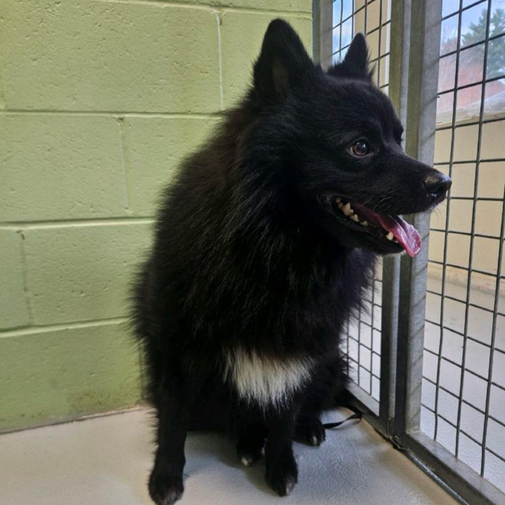 Enlarge Smokey, a Adoptable mixed breed in Conway, NH image 1/2