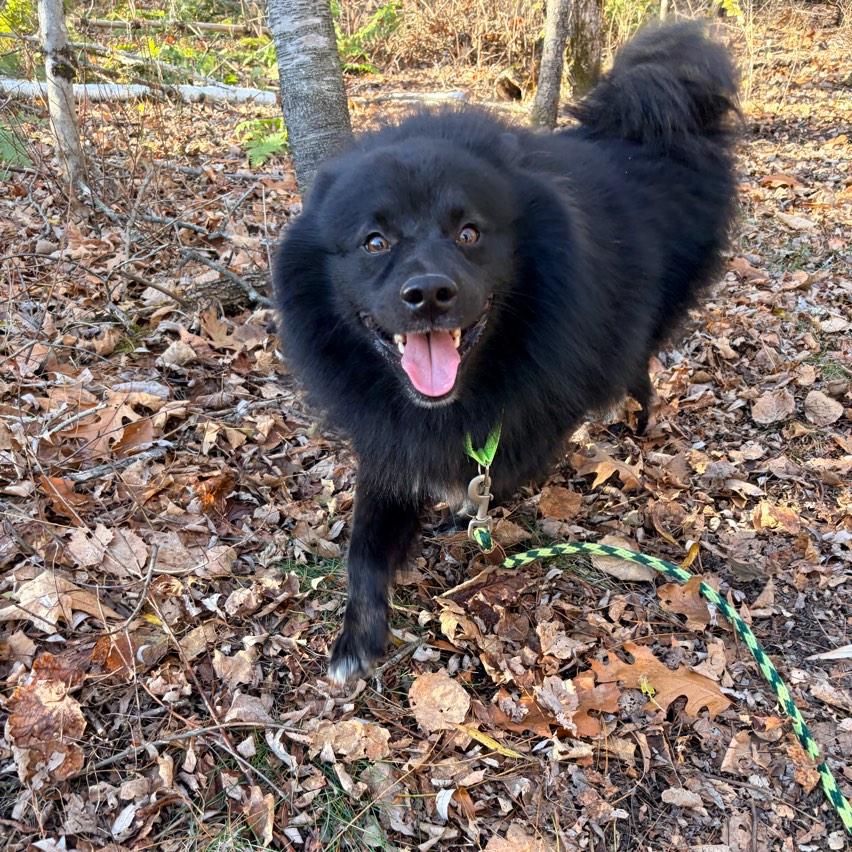 Enlarge Smokey, a Adoptable mixed breed in Conway, NH image 2/2