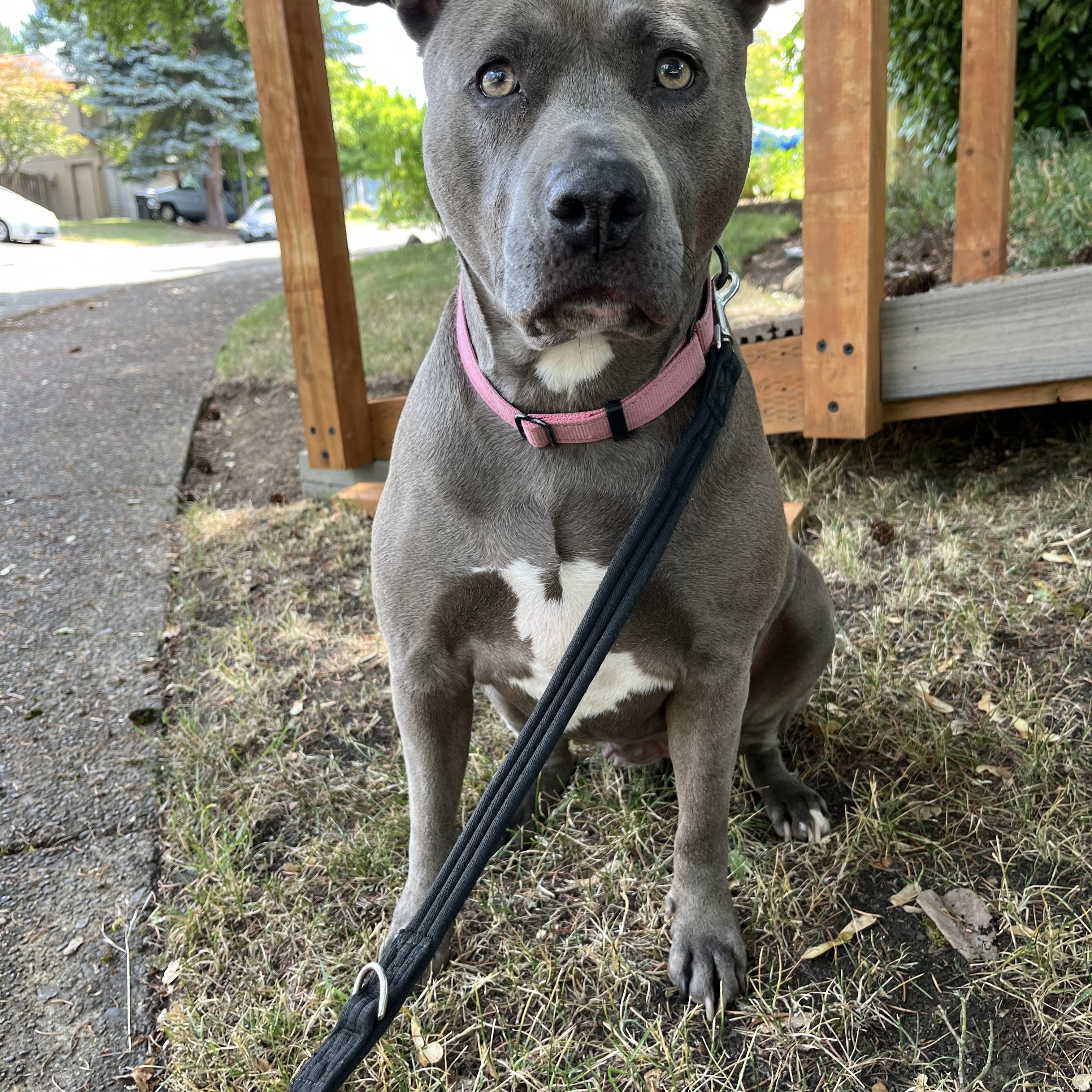 Cutie, a Adoptable American Staffordshire Terrier in Tigard, OR image 3/4