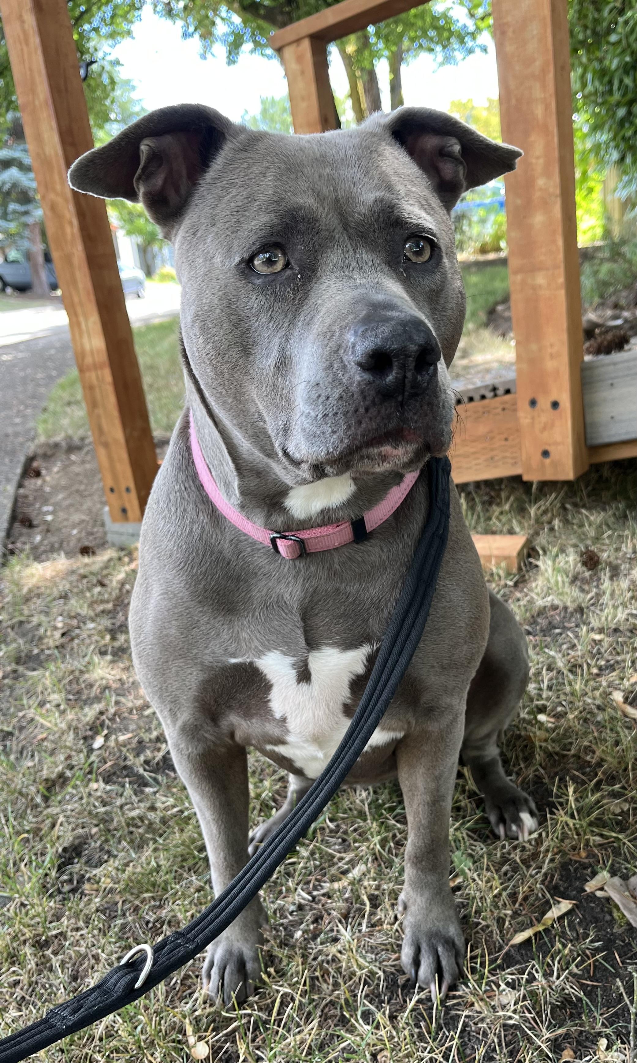 Cutie, a Adoptable American Staffordshire Terrier in Tigard, OR image 4/4