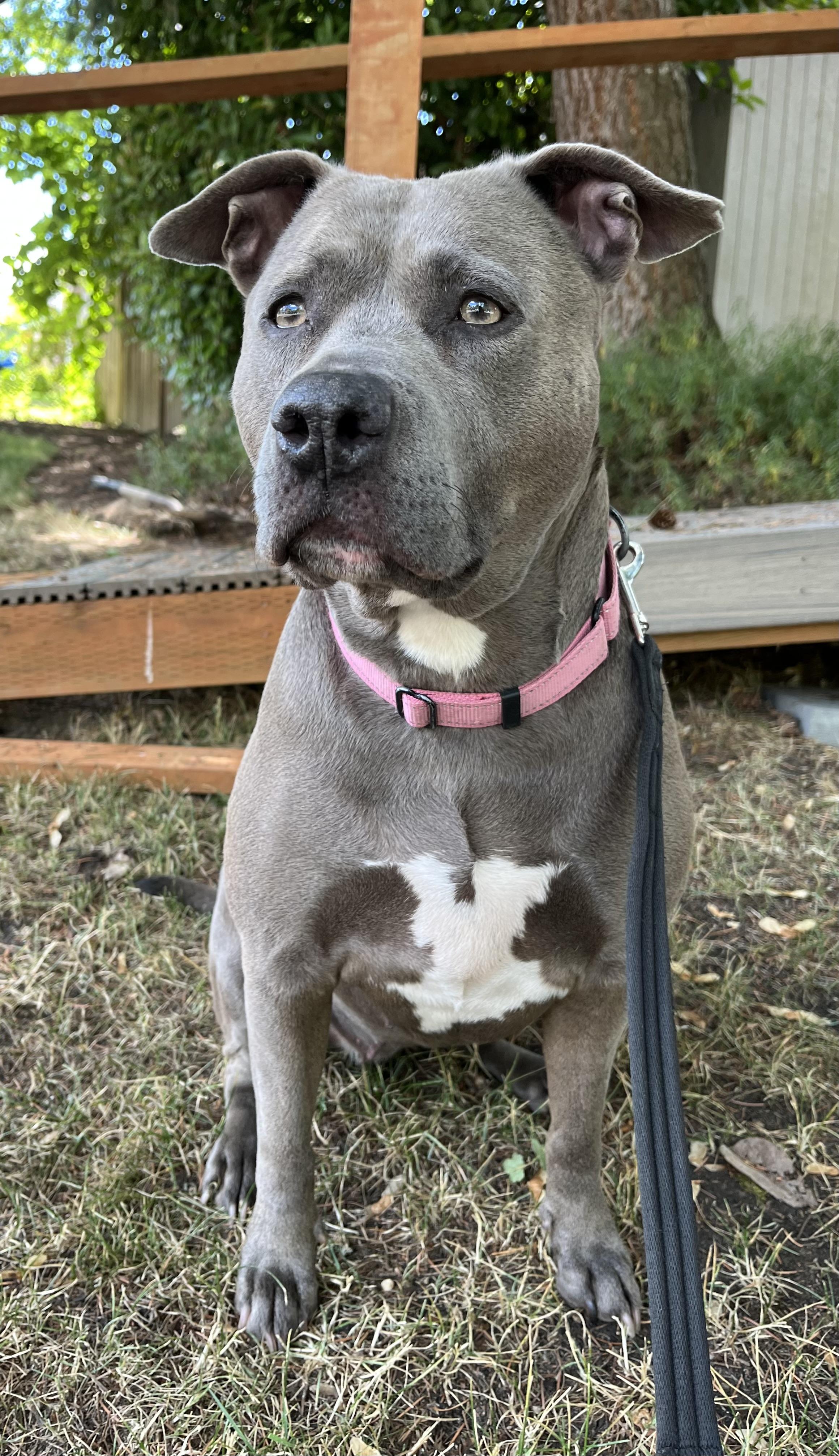 Cutie, a Adoptable American Staffordshire Terrier in Tigard, OR image 1/4