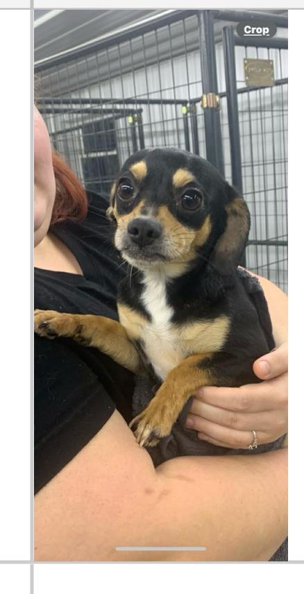 Enlarge Lucas cs, a ADOPTABLE mixed breed in Columbia, MD image 1/1