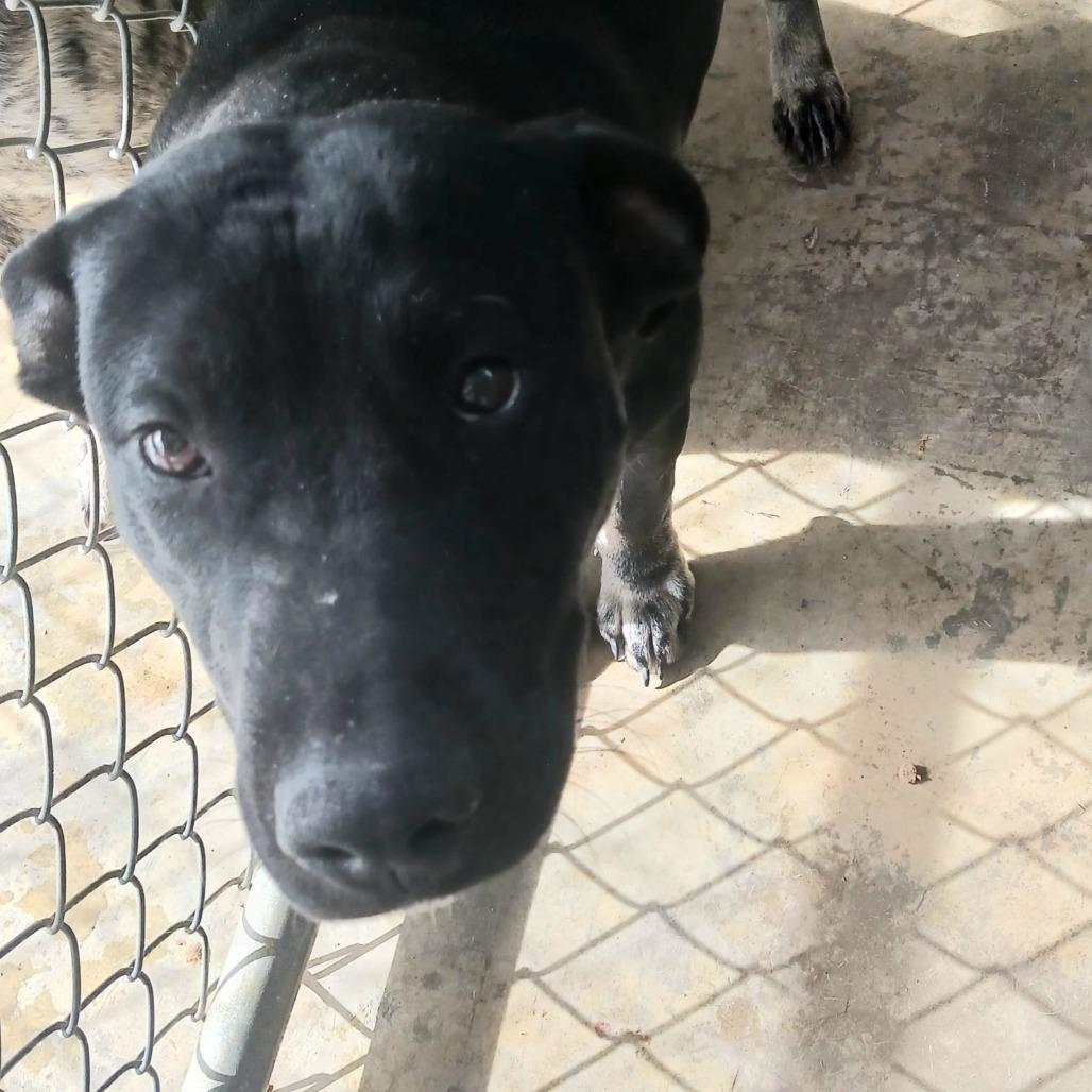 Kit, Adoptable, Adult Male Mixed Breed.