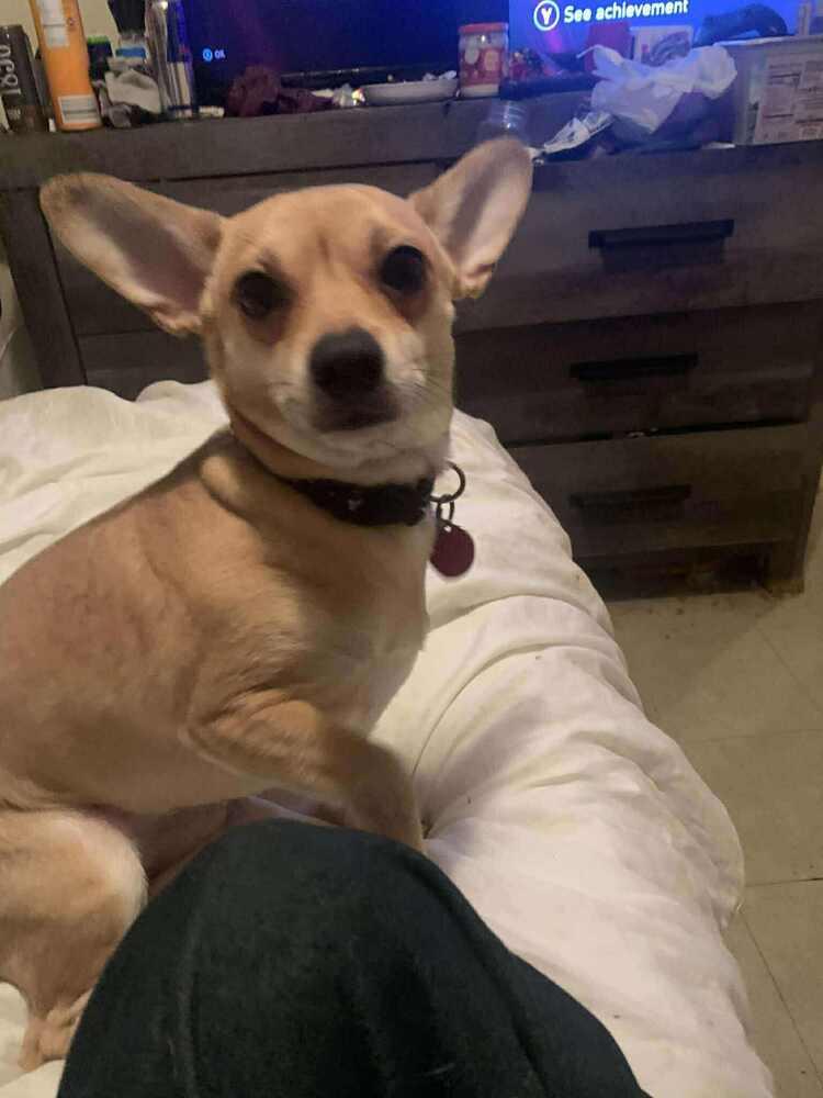 Coco Chi thumbnail 2