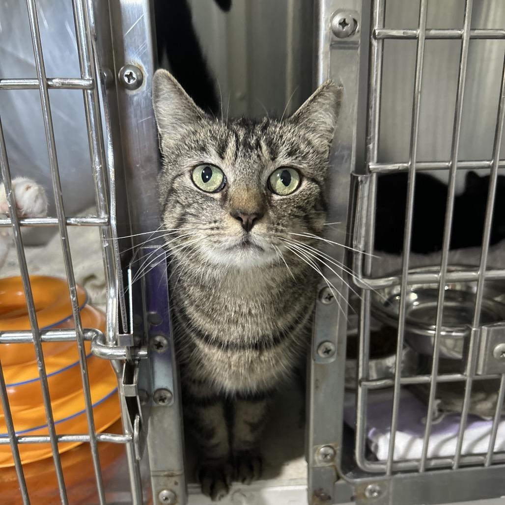 Fifi, Adoptable, Adult Female Domestic Short Hair.