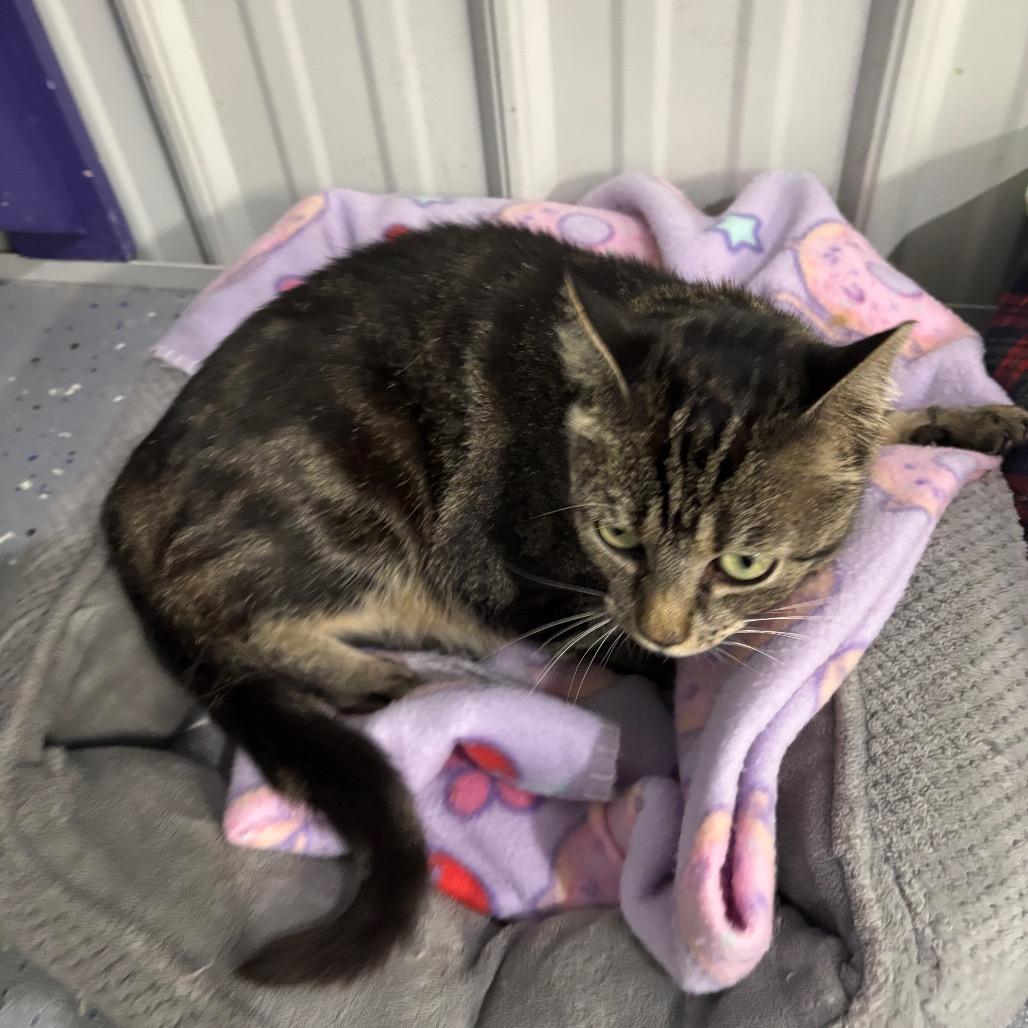 Enlarge Fifi, a Adoptable Domestic Short Hair in Blairsville, GA image 2/5