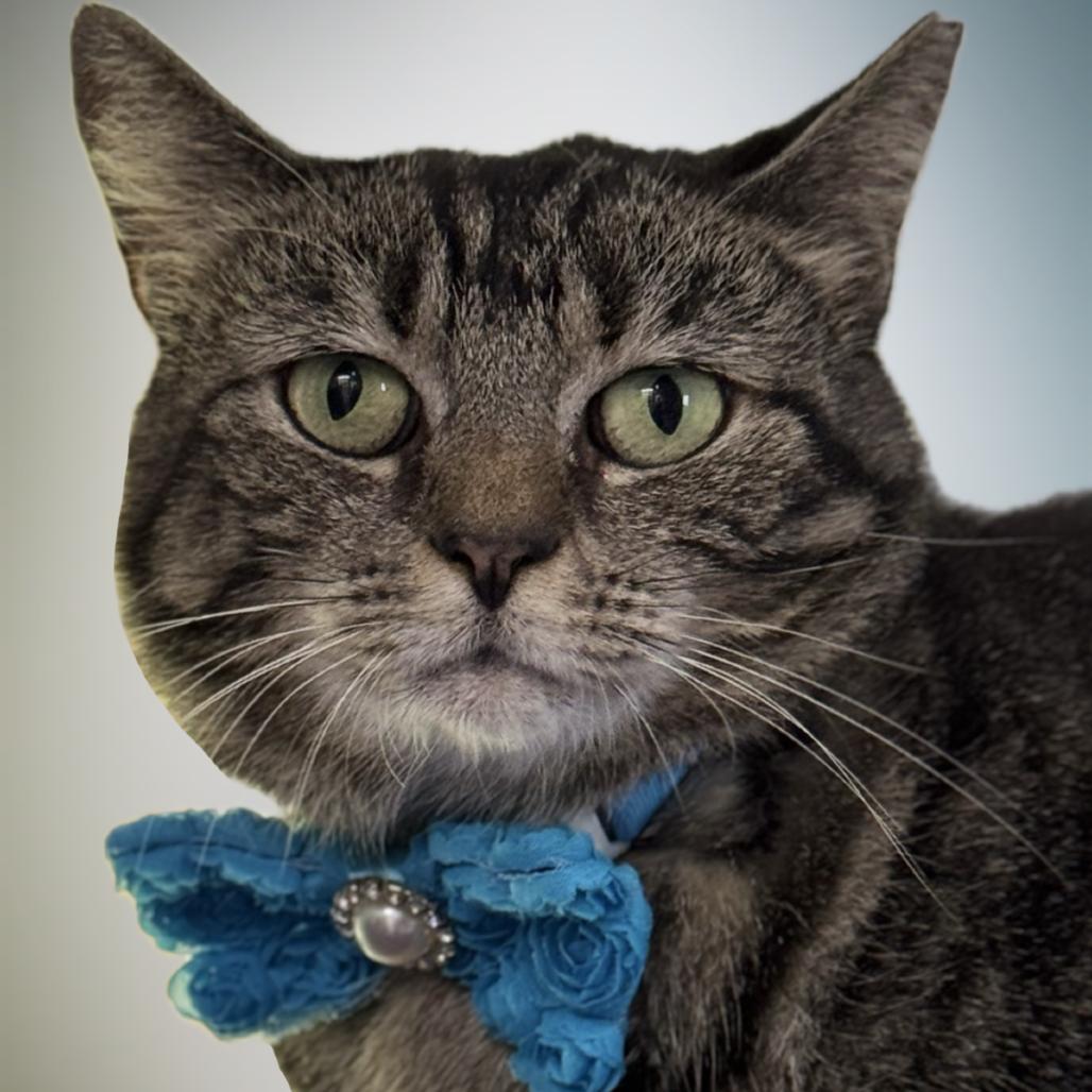 Enlarge Fifi, a Adoptable Domestic Short Hair in Blairsville, GA image 3/5