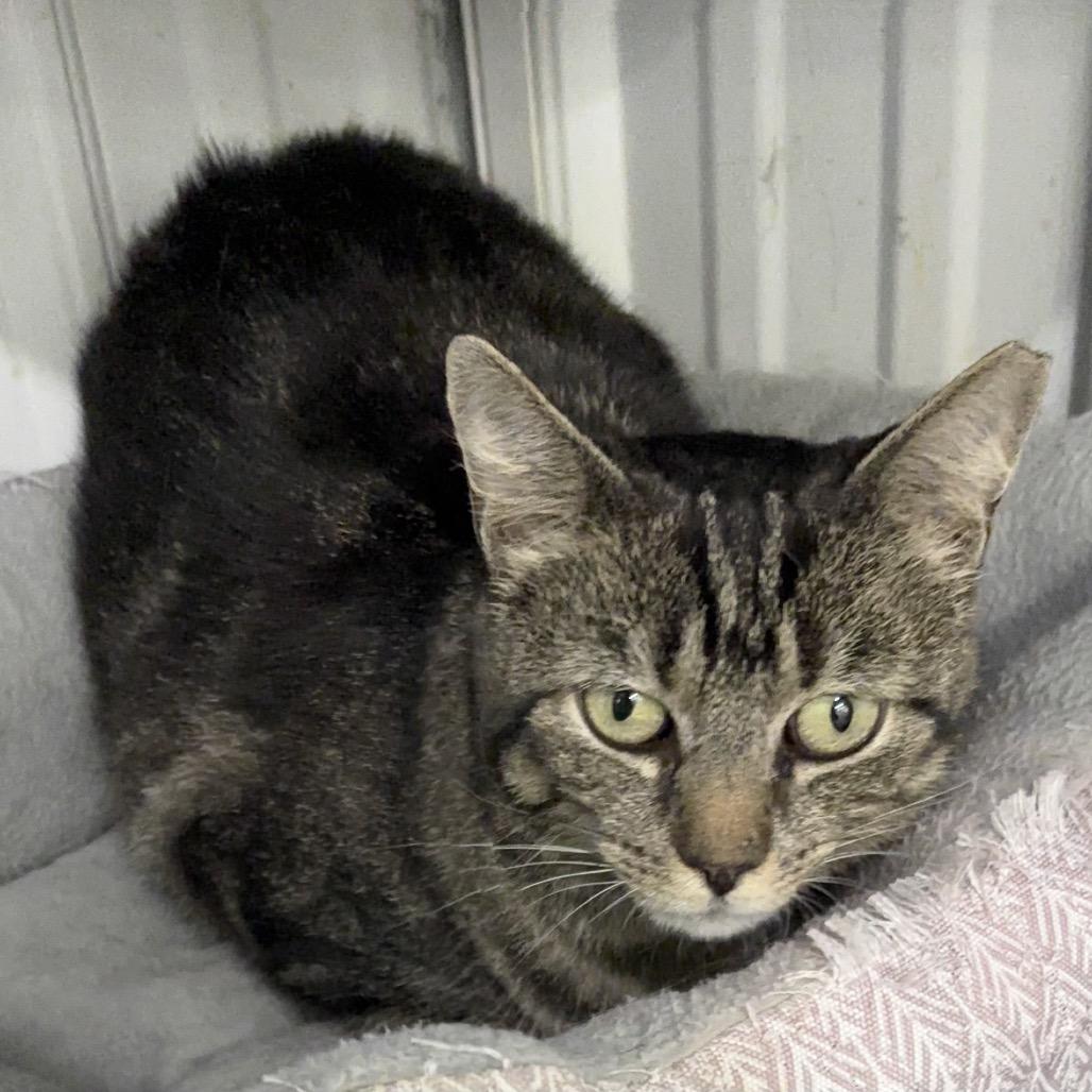 Enlarge Fifi, a Adoptable Domestic Short Hair in Blairsville, GA image 4/5