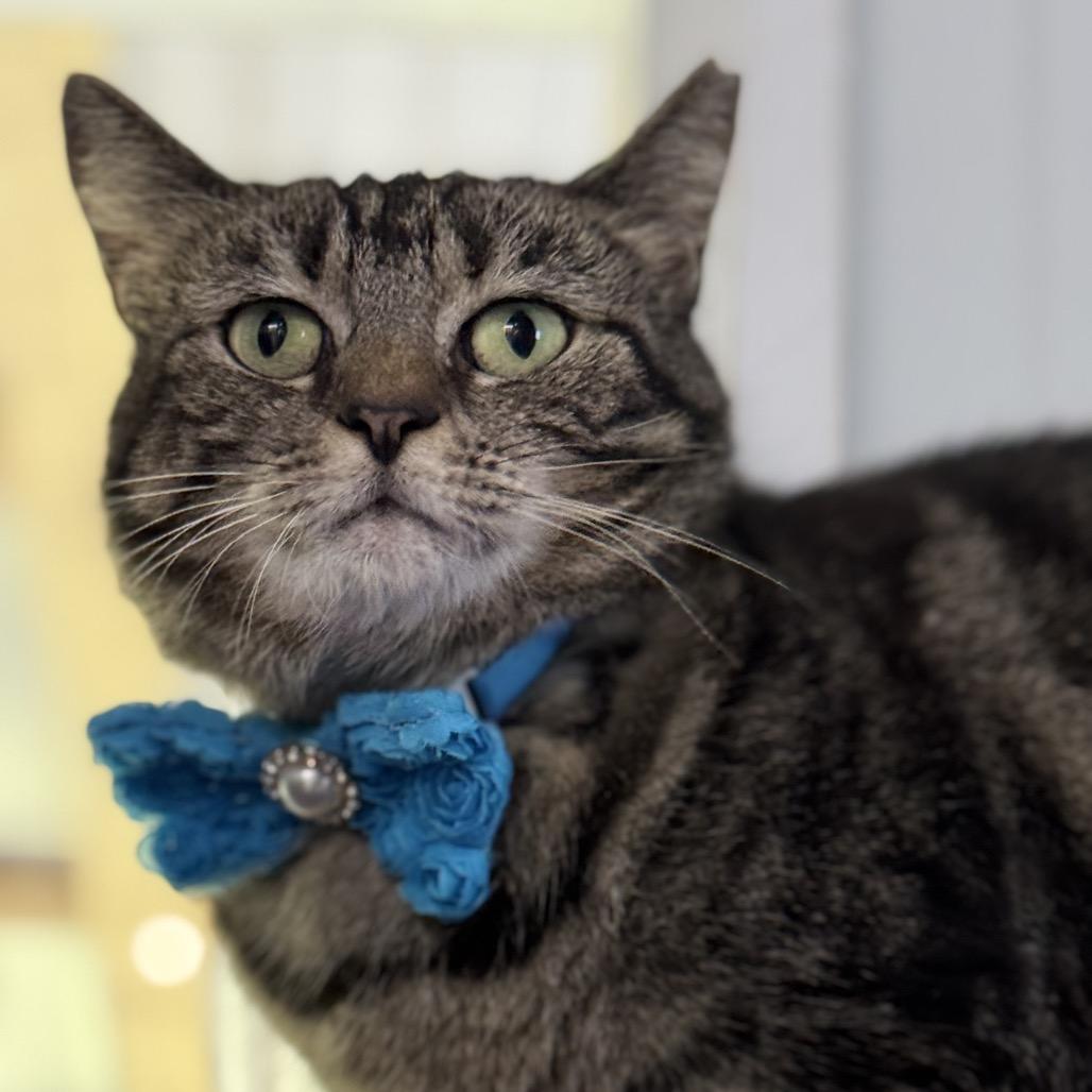 Enlarge Fifi, a Adoptable Domestic Short Hair in Blairsville, GA image 5/5