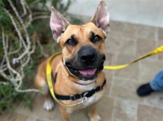 LUCKI, Adoptable, Adult Male Pit Bull Terrier & Mixed Breed.