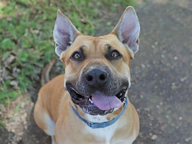 LUCKI, Adoptable, Adult Male Pit Bull Terrier & Mixed Breed.