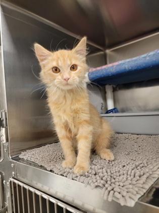 Toffee, Adoptable, Kitten Female Domestic Medium Hair & Domestic Short Hair.