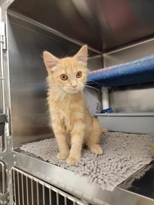 Enlarge Toffee, a Adoptable mixed breed in Fergus Falls, MN image 2/2