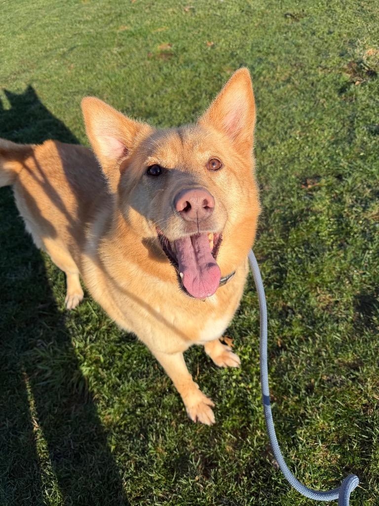 Enlarge Zeke, a Adoptable mixed breed in Pierceton, IN image 1/6