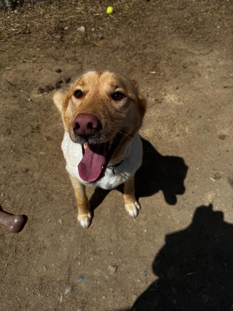 Enlarge Zeke, a Adoptable mixed breed in Pierceton, IN image 2/6