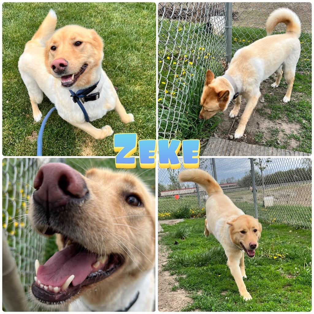 Enlarge Zeke, a Adoptable mixed breed in Pierceton, IN image 3/6