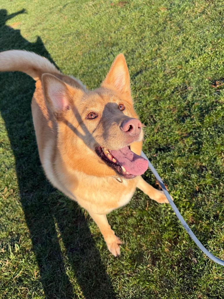 Enlarge Zeke, a Adoptable mixed breed in Pierceton, IN image 2/6